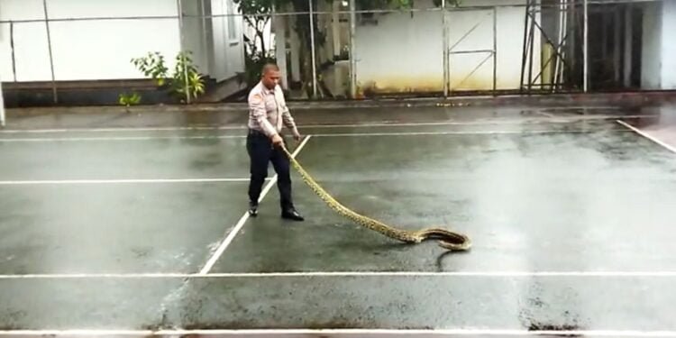 Wow, Satpam Tangkap Ular Sanca dengan Tangan Kosong