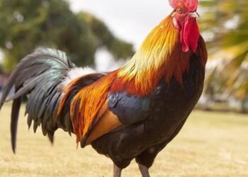 Gegara Hindari Ayam, Satpam Jatuh dari Motor