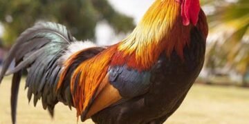 Gegara Hindari Ayam, Satpam Jatuh dari Motor