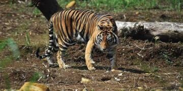 Satpam PT Arara Abadi Merekam Penampakan Harimau di Siak