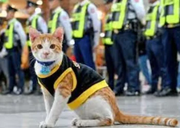 Kucing Conan, Anggota Keamanan Paling Imut di Tim Keamanan Gedung Filipina