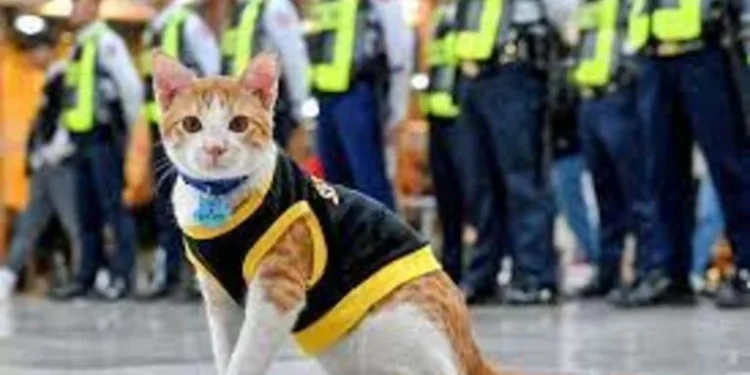 Kucing Conan, Anggota Keamanan Paling Imut di Tim Keamanan Gedung Filipina