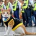 Kucing Conan, Anggota Keamanan Paling Imut di Tim Keamanan Gedung Filipina