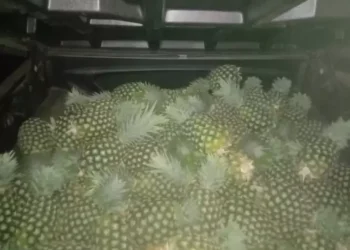 Curi Nanas di Tempatnya Kerja, Satpam di Lampung Timur Ditangkap Polisi