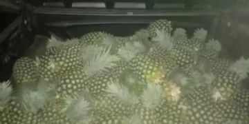 Curi Nanas di Tempatnya Kerja, Satpam di Lampung Timur Ditangkap Polisi