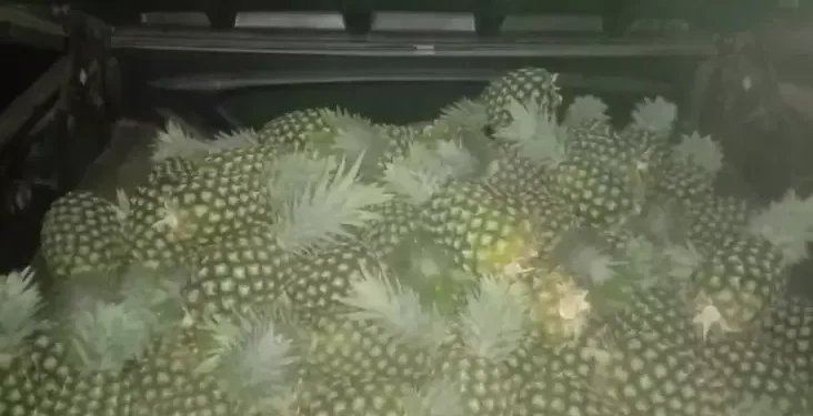 Curi Nanas di Tempatnya Kerja, Satpam di Lampung Timur Ditangkap Polisi