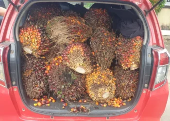 Satpam Bumi Pratama Khatulistiwa Gagalkan Dua Pelaku Pencuri Buah Sawit