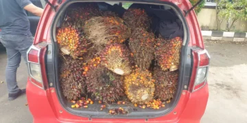 Satpam Bumi Pratama Khatulistiwa Gagalkan Dua Pelaku Pencuri Buah Sawit