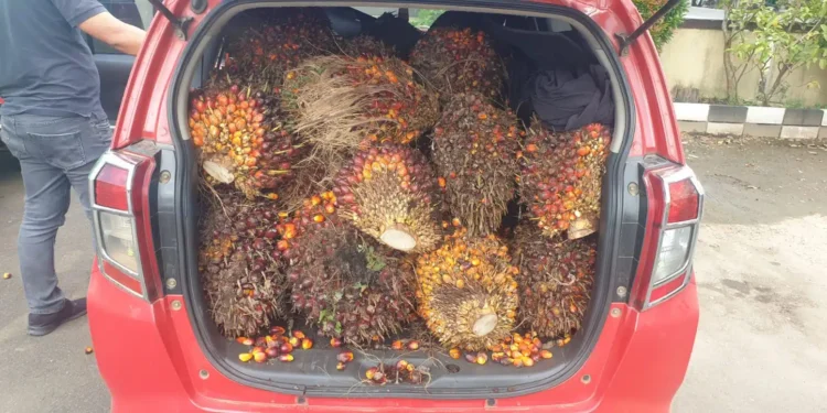 Satpam Bumi Pratama Khatulistiwa Gagalkan Dua Pelaku Pencuri Buah Sawit