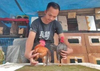 Dwiki, Satpam Hotel Budidaya Ayam Serama Belajar dari Youtube. Begini Kisahnya!