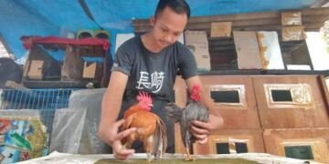 Dwiki, Satpam Hotel Budidaya Ayam Serama Belajar dari Youtube. Begini Kisahnya!