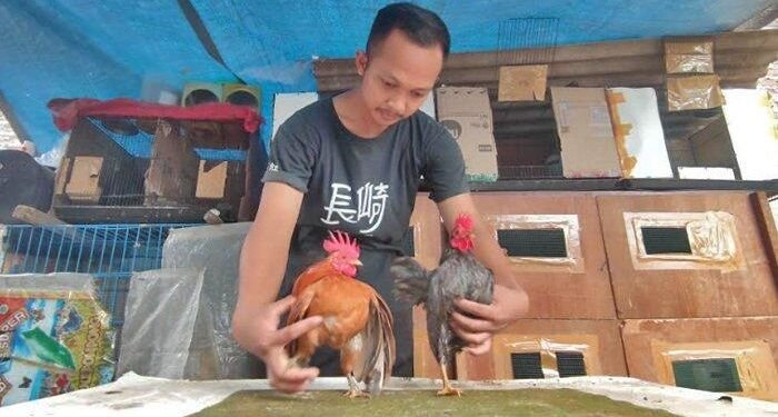 Dwiki, Satpam Hotel Budidaya Ayam Serama Belajar dari Youtube. Begini Kisahnya!