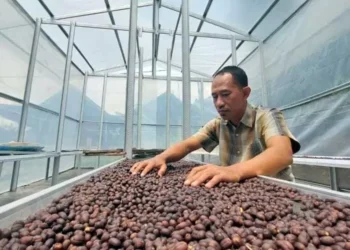 Jumali, Satpam yang Sukses Olah Kopi, Dipasarkan hingga Korea Selatan