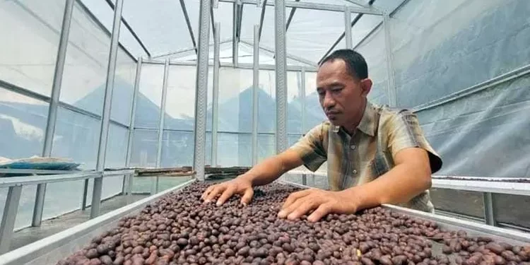 Jumali, Satpam yang Sukses Olah Kopi, Dipasarkan hingga Korea Selatan