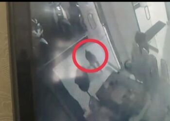 Monyet Serang Satpam DPRD Tanjungbalai saat Beristirahat