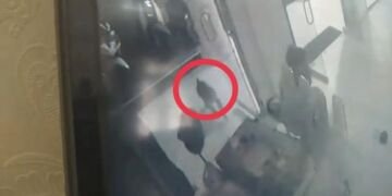 Monyet Serang Satpam DPRD Tanjungbalai saat Beristirahat