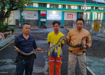 Satpam Gardu Induk Digerayangi Ular Piton saat Tidur di Teras