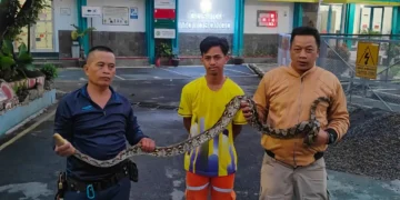 Satpam Gardu Induk Digerayangi Ular Piton saat Tidur di Teras
