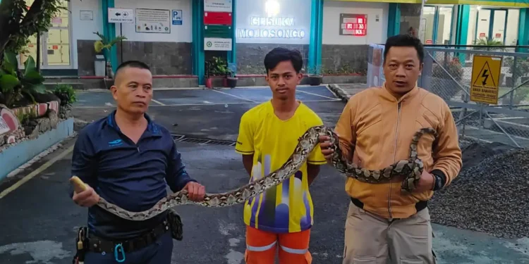 Satpam Gardu Induk Digerayangi Ular Piton saat Tidur di Teras