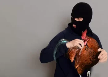 Nekat Curi Ratusan Ayam Potong, Satpam Diamankan Warga