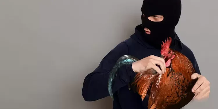 Nekat Curi Ratusan Ayam Potong, Satpam Diamankan Warga