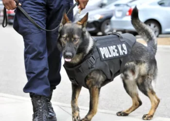 Anjing K-9, Mengungkap Kehebatan Anjing dalam Tugas Pengamanan