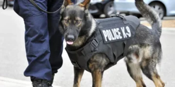 Anjing K-9, Mengungkap Kehebatan Anjing dalam Tugas Pengamanan