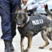 Anjing K-9, Mengungkap Kehebatan Anjing dalam Tugas Pengamanan
