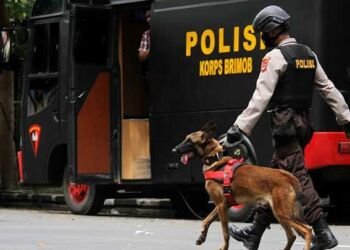 Berikut Diantara Anjing Pelacak yang Dipakai Datasemen K-9 di Kepolisian