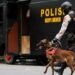 Berikut Diantara Anjing Pelacak yang Dipakai Datasemen K-9 di Kepolisian
