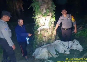 Ketahuan Curi Sapi, Dua Satpam Diamuk Warga dan Motor Dibakar