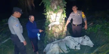 Ketahuan Curi Sapi, Dua Satpam Diamuk Warga dan Motor Dibakar