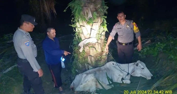 Ketahuan Curi Sapi, Dua Satpam Diamuk Warga dan Motor Dibakar