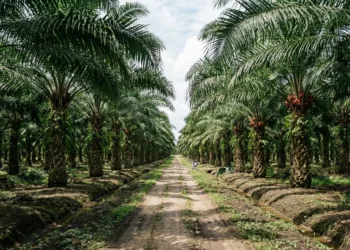 Suku Anak Dalam Bentrok dengan Petugas Keamanan Perkebunan Kelapa Sawit