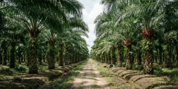 Suku Anak Dalam Bentrok dengan Petugas Keamanan Perkebunan Kelapa Sawit