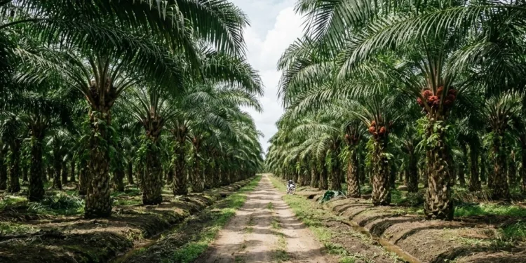 Suku Anak Dalam Bentrok dengan Petugas Keamanan Perkebunan Kelapa Sawit