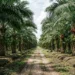 Suku Anak Dalam Bentrok dengan Petugas Keamanan Perkebunan Kelapa Sawit